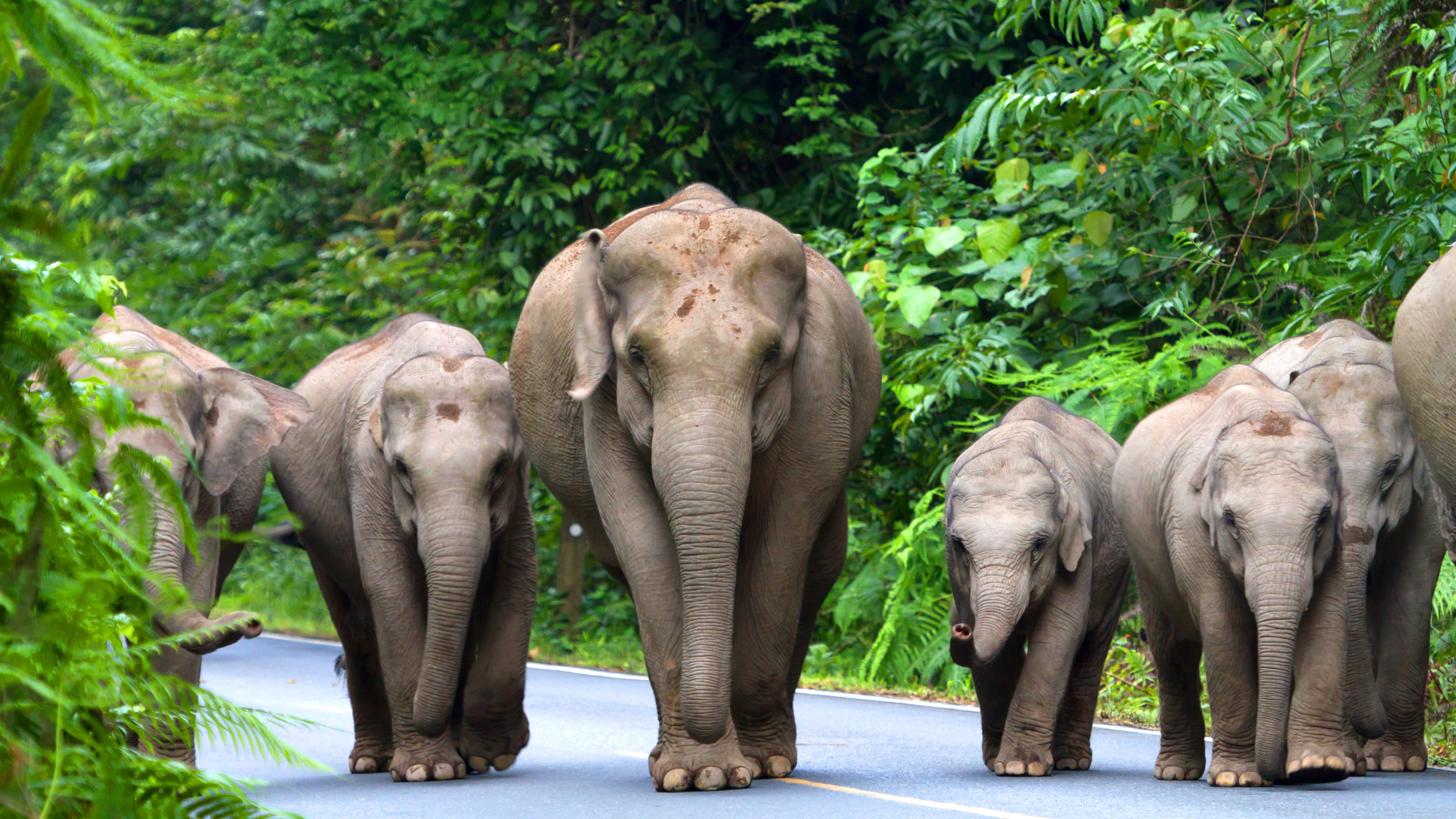 Thai elephant Tours
